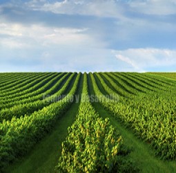 AGRICULTURA INTELIGENTE